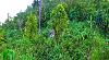 Lot for sale in Puerto Galera